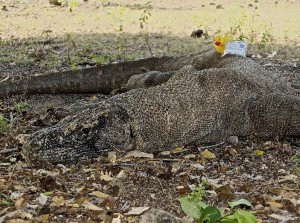 Crocodile duck