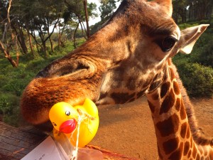 Girafmad i Kenya